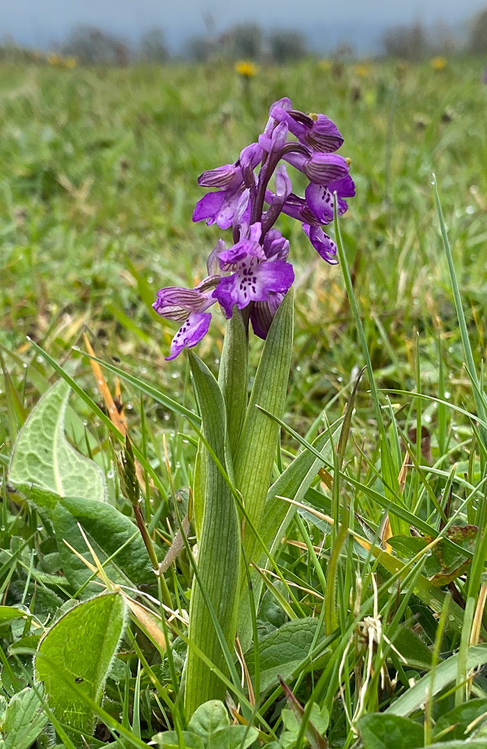 Green-winged orchid